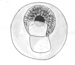 Самогерметизирующиеся разрезы в катарактальной хирургии